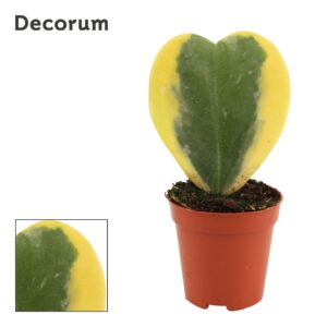 Hoya kerrii Hoya Kerrii 6 cm Single Variegata (Decorum)
(14 Plants/Order)(6cmP 11cmH)