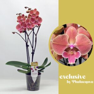 Phalaenopsis other Nina 2-tak 50cm (GROEN)
(10 Plants/Order)(12cmP 50cmH)