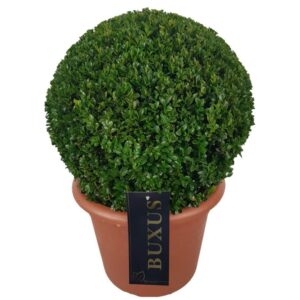 Buxus other Buxus sempervirens ball p24 (th) 30-35 ©
(1 Plants/Order)(24cmP 30cmH)