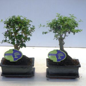 Bonsai Ligustrum sinense sinensis, 15cm., broom, with drip tray
(10 Plants/Order)(15cmP 25cmH)