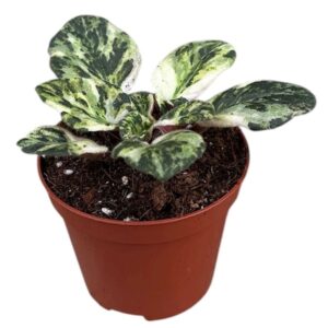 Saintpaulia Saintpaulia Marble
(11 Plants/Order)(8cmP 10cmH)