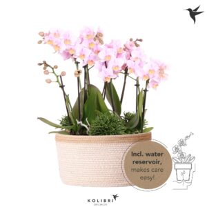 Arrangement Phalaenopsis Kolibri Orchids Phalaenopsis Jungle Bouquet pink 6 spike in Basket white with wa
(1 Plants/Order)(28cmP 40cmH)