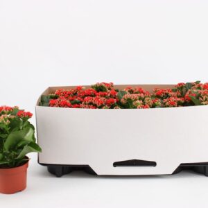 Kalanchoe Secret Kalanchoe Double Red, in kraag
(10 Plants/Order)(10.5cmP 23cmH)