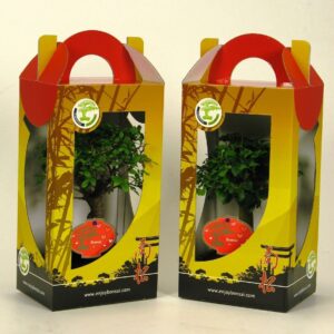 Bonsai Bonsai mix in chinese giftbox 15 cm; with valentine/mothersday etiket
(7 Plants/Order)(15cmP 25cmH)