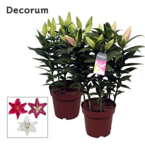 Lilium Or. Special mix 19cm
(5 Plants/Order)(19cmP 55cmH)