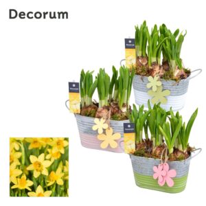 Narcissus Arrangement Narcis Duo Zinc GM HL11707
(6 Plants/Order)(15cmP 16cmH)