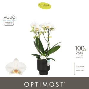 Phalaenopsis Multiflora Optimost Helios 2 spike in Emilia Dark Brown Aquo
(6 Plants/Order)(12cmP 45cmH)