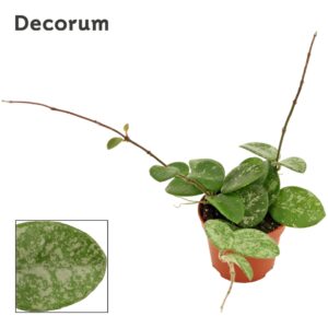Hoya Mathilde Hoya 6 cm Mathilde Splash (Decorum)
(20 Plants/Order)(6cmP 7cmH)