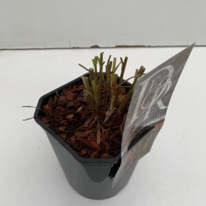 Pennisetum setaceum Pennisetum 'Rubrum Dwarf'
(6 Plants/Order)(17cmP 30cmH)