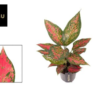 Aglaonema other Aglaonema Strawberry Baby
(12 Plants/Order)(12cmP 30cmH)