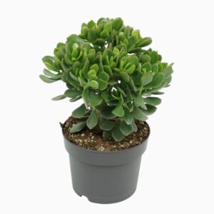 Crassula Minova Magic
(4 Plants/Order)(17cmP 30cmH)