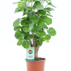 Polyscias Polyscias Green Lemon
(6 Plants/Order)(12cmP 40cmH)