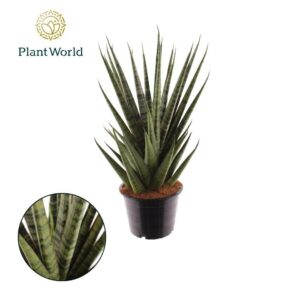 Sansevieria Cylindrica Sansevieria Sem
(7 Plants/Order)(14cmP 35cmH)