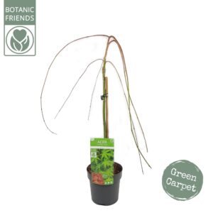 Acer palmatum Ryusen Acer palm. 'Ryusen' ®
(1 Plants/Order)(19cmP 80cmH)