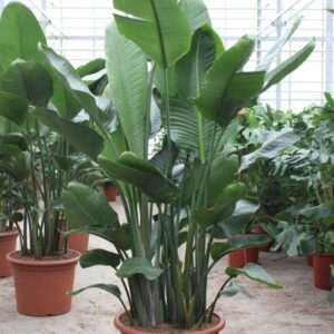Strelitzia nicolai Strelitzia nicolai
(1 Plants/Order)(55cmP 220cmH)