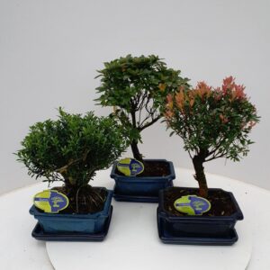 Bonsai Bonsai mix outdoor, 20cm., broom, with drip tray - syzygium, rhododendron, buxus
(6 Plants/Order)(20cmP 30cmH)