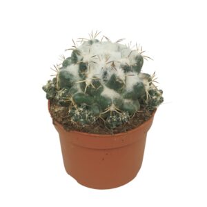 Cactus Coryphantha elephantipens 10,5 cm
(10 Plants/Order)(10.5cmP 15cmH)