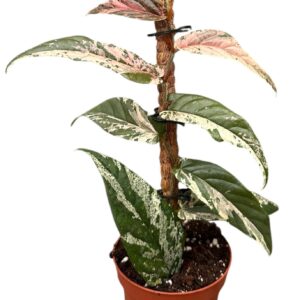 Ficus Ficus Sagittata Variegata Pink
(9 Plants/Order)(9cmP 20cmH)