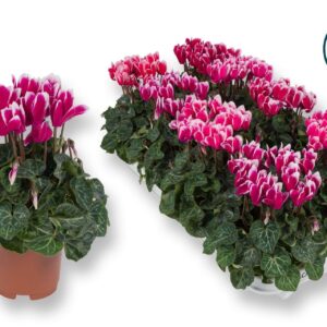 Cyclamen Super Serie Cyclaam-XL-FUJI mix
(8 Plants/Order)(10.5cmP 25cmH)