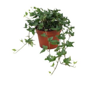 Hedera Shamrock Hedera helix Shamrock
(6 Plants/Order)(13cmP 20cmH)