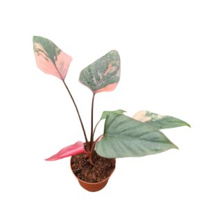 Homalomena Maggy Homalomena Pink Diamond
(5 Plants/Order)(12cmP 40cmH)