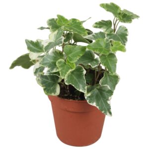 Hedera helix witbont
(18 Plants/Order)(9cmP 10cmH)