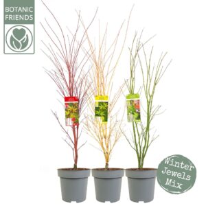 Acer palmatum Acer palm. 'Winter Jewels' mix
(1 Plants/Order)(30cmP 150cmH)