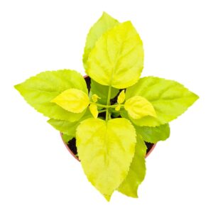 Radermachera sinica Radermachera Sinica Aurea
(20 Plants/Order)(7cmP 10cmH)