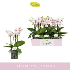 Phalaenopsis Multiflora Boquetto Passione 3-5 spike
(6 Plants/Order)(12cmP 40cmH)