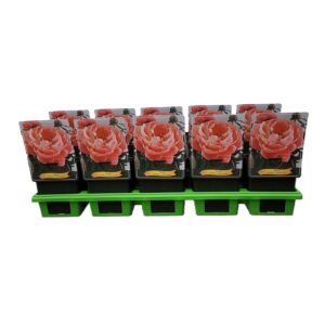 Paeonia Paeonia Lactiflora 'Coral Sunset' P11
(10 Plants/Order)(11cmP 25cmH)