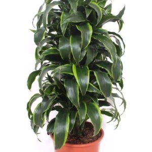 Dracaena Dorado Dracaena Dorado
(1 Plants/Order)(27cmP 100cmH)