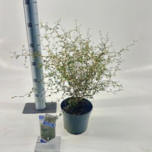 Sophora Little Baby Sophora prostata 'Little Baby'
(6 Plants/Order)(17cmP 40cmH)