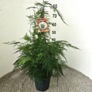 Asparagus setaceus Asparagus setaceus
(1 Plants/Order)(21cmP 80cmH)