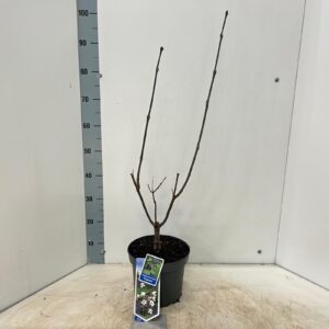 Catalpa Purpurea Catalpa erubescens 'Purpurea'
(1 Plants/Order)(23cmP 75cmH)