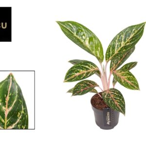 Aglaonema other Aglaonema Coco Green
(10 Plants/Order)(12cmP 45cmH)