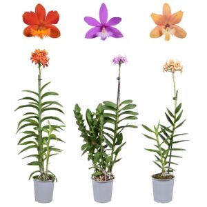 Orchideeen Epidendrum mix 1 spike 12 cm
(10 Plants/Order)(12cmP 60cmH)