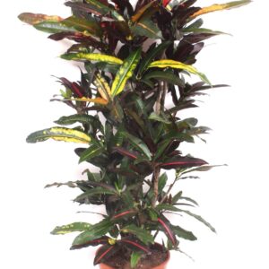Codiaeum Codiaeum variegatum kleinb Mango (Croton)
(1 Plants/Order)(30cmP 150cmH)
