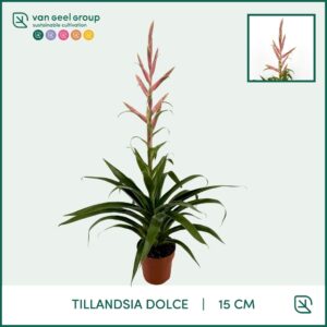 Tillandsia Dolce Tillandsia Dolce 15cm
(7 Plants/Order)(15cmP 90cmH)