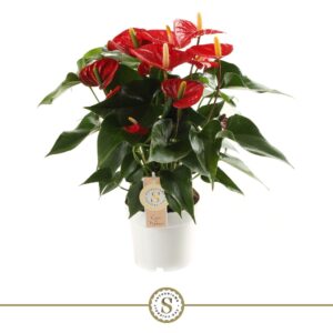 Anthurium Royal Champion Red Champion 14cm
(6 Plants/Order)(14cmP 50cmH)