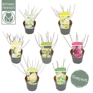 Hydrangea paniculata Hydrangea pan. 'Magical Mix'
(3 Plants/Order)(19cmP 45cmH)