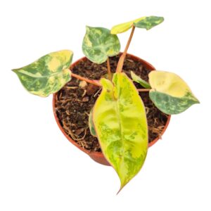 Philodendron Philodendron Billitiae Variegata
(10 Plants/Order)(7cmP 10cmH)