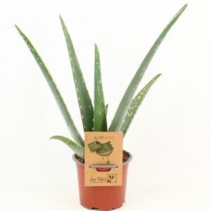 Aloe vera Aloe Vera P10,5
(9 Plants/Order)(10.5cmP 35cmH)