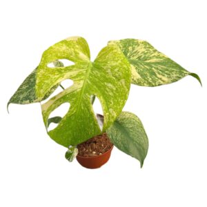 Monstera Monstera Deliciosa MINT
(10 Plants/Order)(12cmP 40cmH)