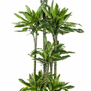 Dracaena Golden Coast Dracaena Gold Coast 120-carrousel
(1 Plants/Order)(34cmP 170cmH)