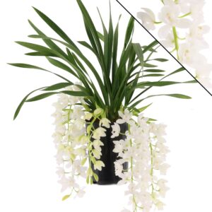 Cymbidium Ice Cascade Ice Cascade, 5-7 Ripsen
(6 Plants/Order)(14cmP 60cmH)