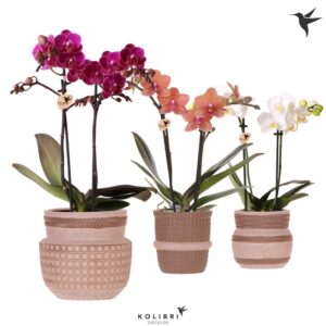 Phalaenopsis mixed 2 spike in Ethnic Pot sand
(6 Plants/Order)(9cmP 40cmH)