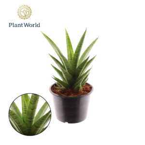 Sansevieria Cylindrica Sansevieria Lotus
(7 Plants/Order)(14cmP 35cmH)