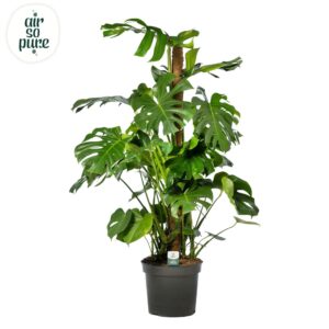 Monstera deliciosa MOSSTOK p35
(1 Plants/Order)(35cmP 150cmH)