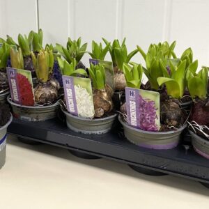 Hyacinthus Hyacinthus Pearl 12 cm 5kleuren
(10 Plants/Order)(12cmP 15cmH)