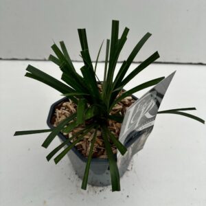 Liriope Monroe White Liriope 'Monroe White'
(6 Plants/Order)(17cmP 25cmH)